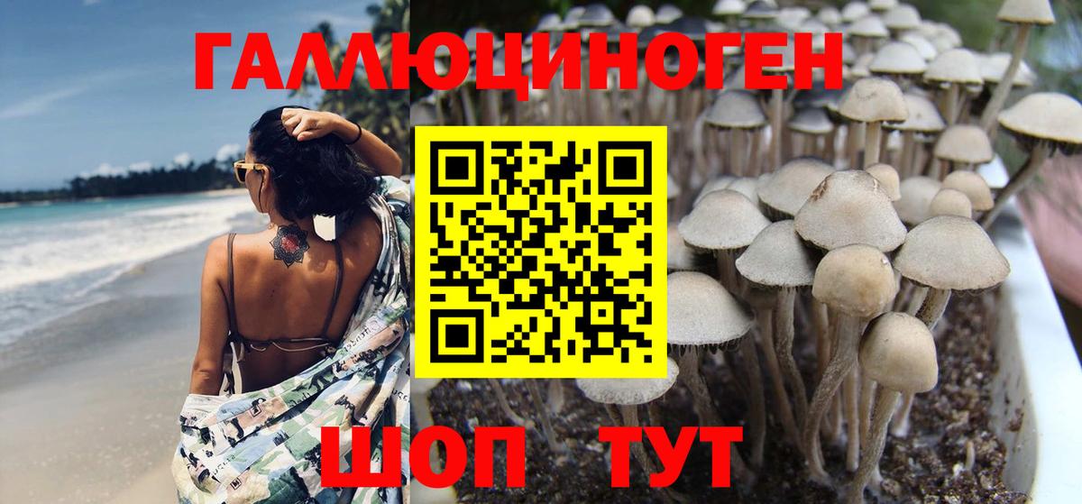 Балашов  Галлюциногенные грибы MAGIC MUSHROOMS  Псилоцибиновые грибы Psilocybine cubensis  Вход с VPN 